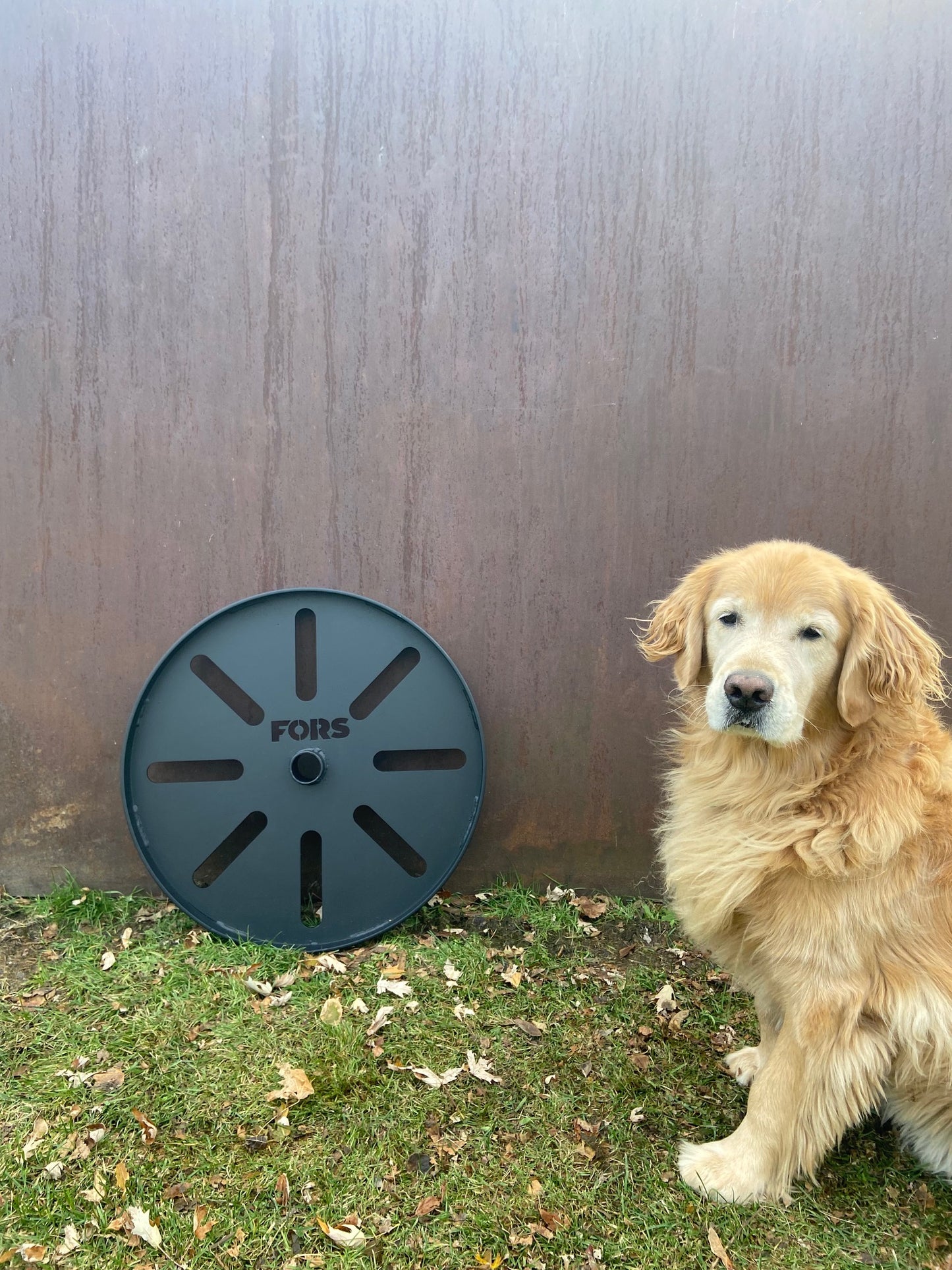 A large metal strongman wagon wheel from FORS displayed outdoors beside a golden retriever, showcasing strongman equipment for training and CrossFit use.